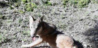 Toirano, libero e sano il Lupo imprigionato in un terrazzo Lupo Toirano