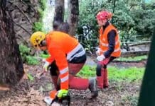 Genova, abbattuti gli alberi secolari di Scalinata Borghese, ora battaglia in Tribunale Scalinata Borghese taglio alberi Aster