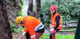 Genova, abbattuti gli alberi secolari di Scalinata Borghese, ora battaglia in Tribunale Scalinata Borghese taglio alberi Aster