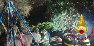 Cogorno, cavallo anziano cade e rischia di precipitare, arrivano i vigili del fuoco Cogorno salvataggio cavallo