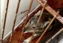 Toirano, lupo insegue capriolo e finisce in trappola su un terrazzo Lupo Toirano