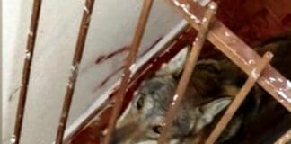 Toirano, lupo insegue capriolo e finisce in trappola su un terrazzo Lupo Toirano