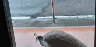 Albisola, pirata della strada investe e uccide pavone mascotte Pavone Albisola