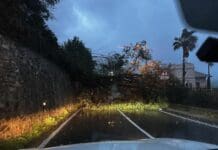 Recco, domani riapre l’Aurelia dopo la caduta alberi a Mulinetti Recco albero caduto Aurelia