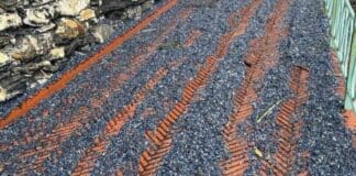 Genova, a Nervi le onde trascinano le velelle sulla passeggiata