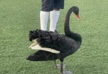 Genova, cigno nero trovato nel campo sportivo e allontanato sulla spiaggia cigno nero Pegli