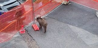 Borgoratti, cinghiale imprigionato nel cantiere di via Posalunga Cinghiale via Posalunga Borgoratti cantiere