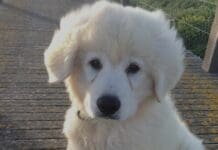 Genova, a scuola con gli animali, progetto Alisa – Buoncanile Maremmano cucciolo cane