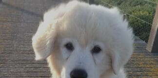 Genova, pronto soccorso per animali, incontro pubblico sabato 22 febbraio Maremmano cucciolo cane