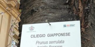 Genova, ciliegio giapponese crocefisso a Carignano, proteste sui social Ciliegio crocefisso a Carignano