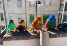 Genova, le civette volano sul Molo, domani la presentazione del progetto Civette setiere Molo