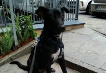 Sampierdarena, ancora ricerche per Cloe cagnolina smarrita in zona Villa Scassi Cloe cagnolina smarrita Sampierdarena