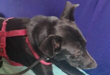 Genova, ritrovata Cloe, la cagnolina smarrita a Sampierdarena Cloe ritrovata