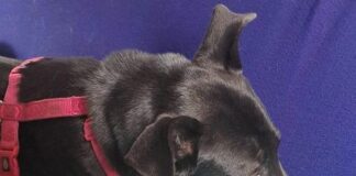 Genova, ritrovata Cloe, la cagnolina smarrita a Sampierdarena Cloe ritrovata