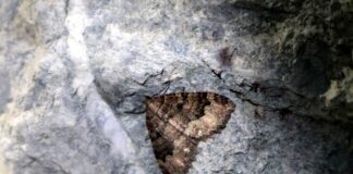 Falene zombie ritrovate in una grotta della Val Fontanabuona Falena zombie Grotta Lungaie Liguria