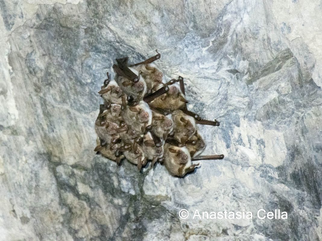 Pipistrelli Grotta Lungaie