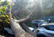 Rapallo, albero gigantesco si abbatte sulle auto Rapallo albero crollato corso Colombo