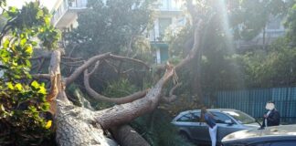 Rapallo, albero gigantesco si abbatte sulle auto Rapallo albero crollato corso Colombo