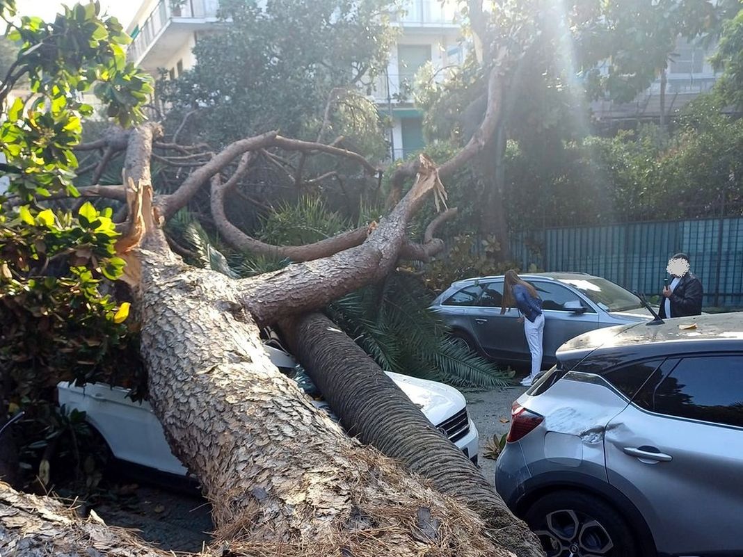 Rapallo albero crollato corso Colombo