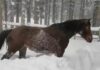Cavallo nella neve Fira rifugio Casermette