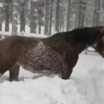 Cavallo nella neve Fira rifugio Casermette