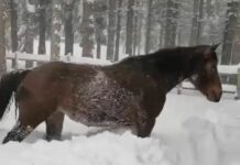 Santo Stefano d’Aveto, i tuffi nella neve di Fira, mascotte del rifugio Casermette Cavallo nella neve Fira rifugio Casermette