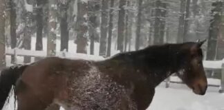 Santo Stefano d’Aveto, i tuffi nella neve di Fira, mascotte del rifugio Casermette Cavallo nella neve Fira rifugio Casermette