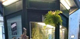 Genova, smontato e rimosso il chiosco-edicola di via Luccoli Chiosco edicola via Luccoli