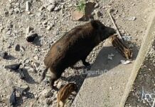 Genova, famiglia di cinghiali avvistata nel Bisagno, dove sono gli altri? Cinghiali Bisagno cuccioli Genova