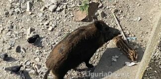 Genova, famiglia di cinghiali avvistata nel Bisagno, dove sono gli altri? Cinghiali Bisagno cuccioli Genova