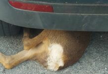 Lavagna, cucciolo di daino travolto sulla strada daino incidente Lavagna