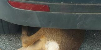 Lavagna, cucciolo di daino travolto sulla strada daino incidente Lavagna