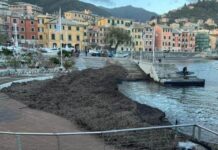 Genova, porticciolo di Nervi ancora invaso dalle alghe, Agostini: danno erariale Porticciolo Nervi alghe 28 aprile 2024