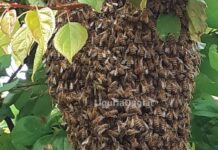 Genova, sciame d’api all’ospedale Gaslini sciame api Rapallo