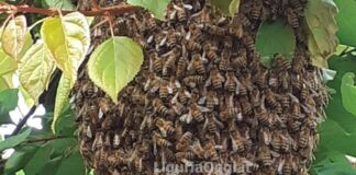 Genova, sciame d’api all’ospedale Gaslini sciame api Rapallo