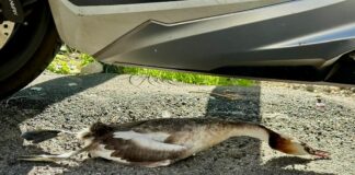 Genova, il giallo dello Svasso maggiore trovato morto a Castelletto Svasso Maggiore Castelletto