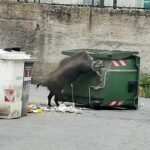 cinghiale Borgoratti via Torricelli