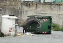 cinghiale Borgoratti via Torricelli
