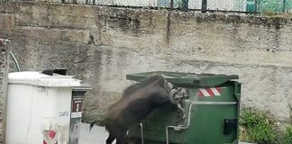 Genova, cinghiali per strada in pieno giorno: accade a Molassana cinghiale Borgoratti via Torricelli