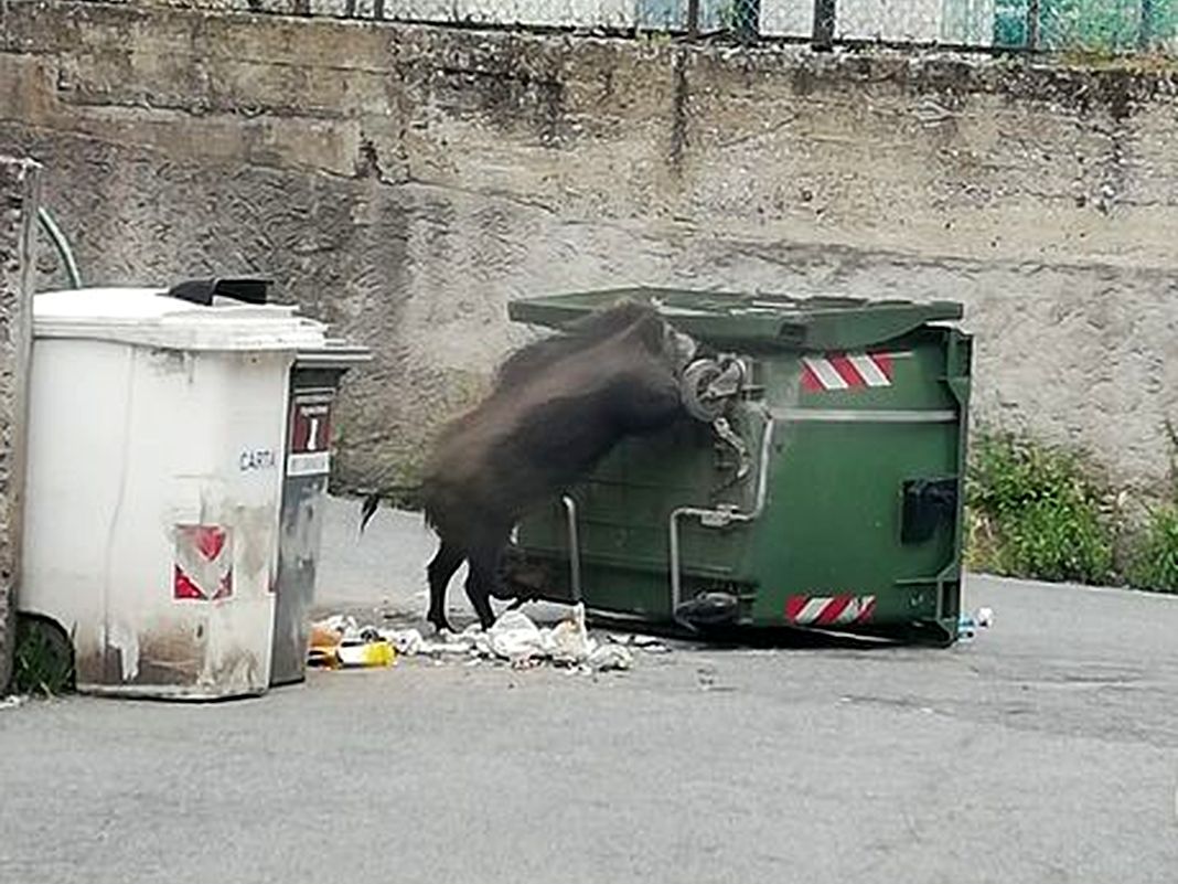 cinghiale Borgoratti via Torricelli