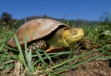 Albenga, liberate altre 10 tartarughe Emys, nuovo laghetto in zona Neva-Arroscia Emys orbiculari tartaruga palustre albenga