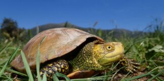 Albenga, liberate altre 10 tartarughe Emys, nuovo laghetto in zona Neva-Arroscia Emys orbiculari tartaruga palustre albenga