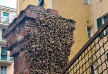Genova, sciame di api tra le case a Marassi Marassi sciame via Monticelli