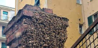 Genova, sciame di api tra le case a Marassi Marassi sciame via Monticelli