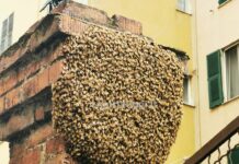 Genova, sciame di api in un supermercato di Marassi, arriva l’apicoltore sciame api Marassi 30 maggio 2024