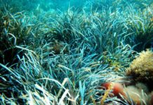 Posidonia, al Riviera Film Festival il documentario sulla speranza per il Mediterraneo Posidonia oceanica