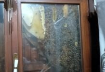 Casarza Ligure, apre la casa di campagna e trova uno sciame d’api sciame api Casarza Ligure