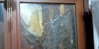 Casarza Ligure, apre la casa di campagna e trova uno sciame d’api sciame api Casarza Ligure