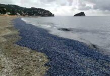 Spotorno, spiagge invase dalle velelle, segnalate in tutto il ponente Velelle