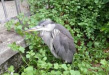 Genova, airone cinerino salvato dalla polizia locale a Sestri Ponente airone cinerino Sestri Ponente